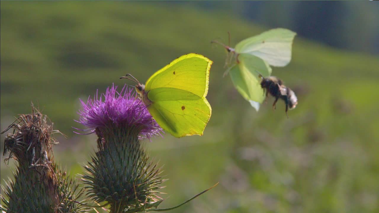 鼠李，或柠檬草。黄蝶(Gonepteryx rhamni)是白蝇科的一种白天活动的蝴蝶。古罗马人认为蝴蝶是被风摘下的花朵。视频素材