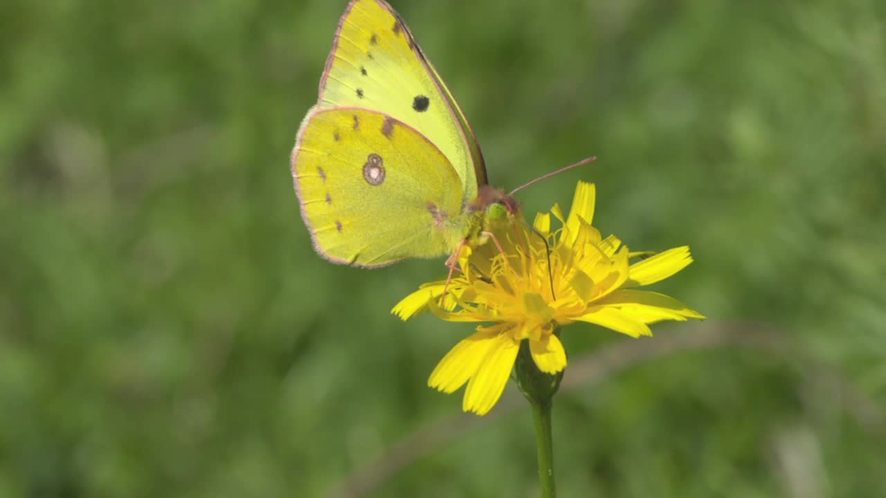 鼠李，或柠檬草。黄蝶(Gonepteryx rhamni)是白蝇科的一种白天活动的蝴蝶。古罗马人认为蝴蝶是被风摘下的花朵。视频素材