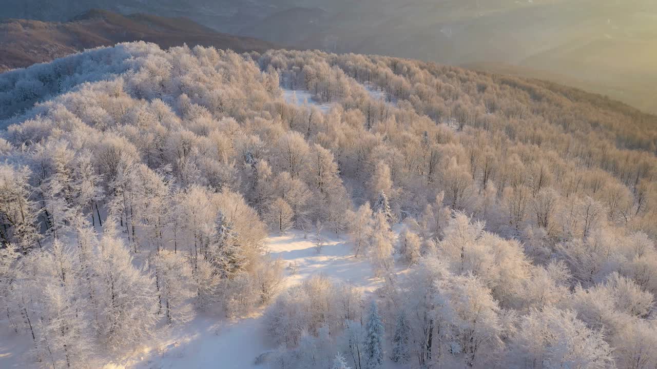 山上的森林里，美丽的白雪覆盖着树木，被清晨的阳光照亮视频素材