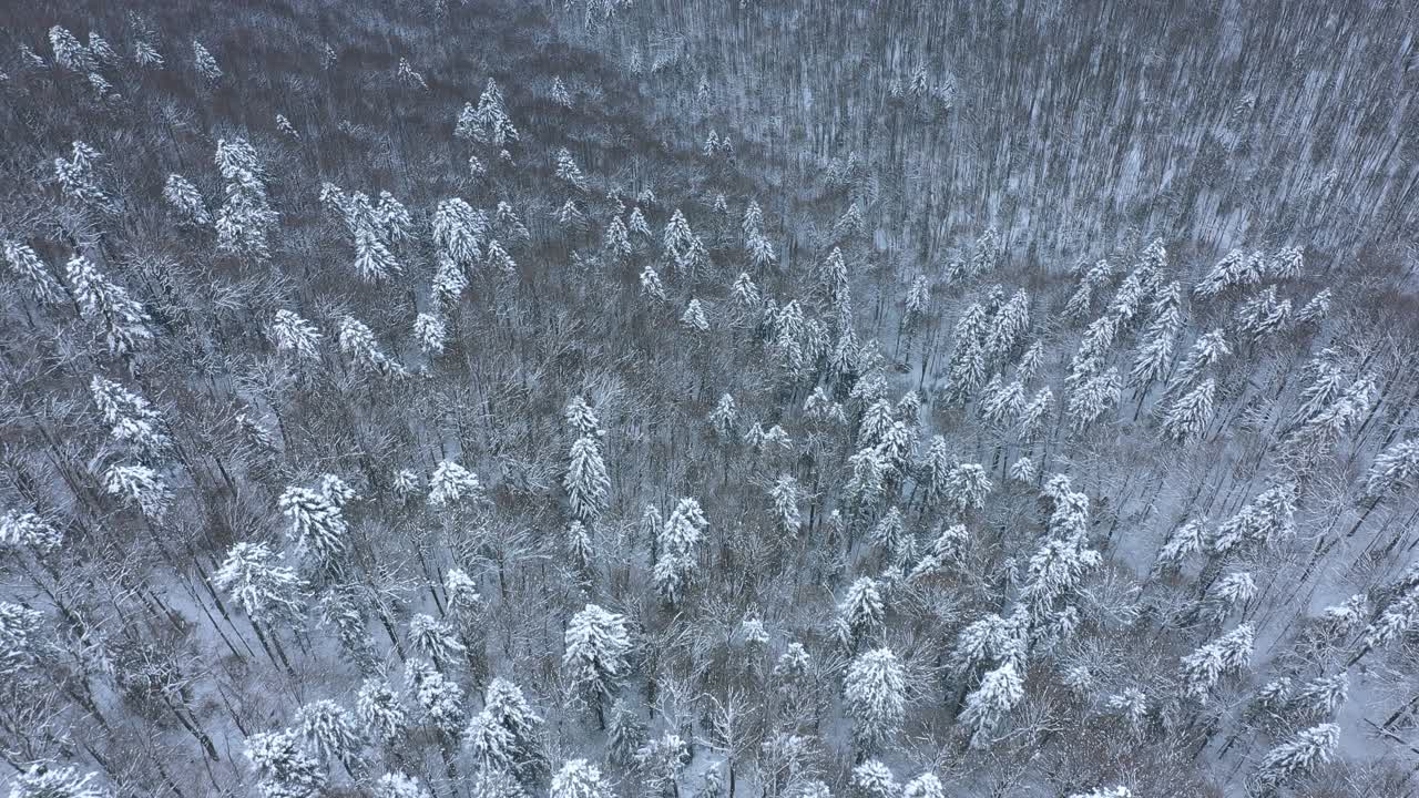 无人机拍摄的森林，在山上的高山上，树木在冬天被雪覆盖视频素材