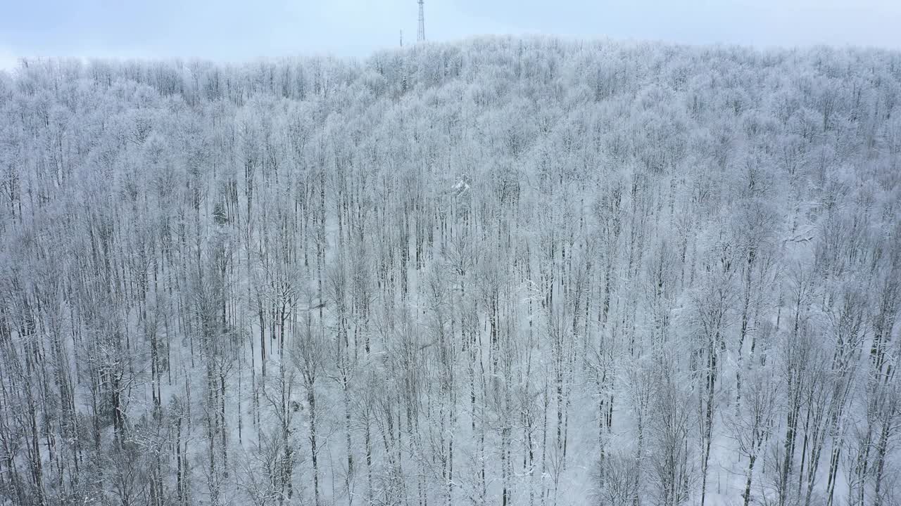 无人机拍摄的森林，在山上的高山上，树木在冬天被雪覆盖视频素材