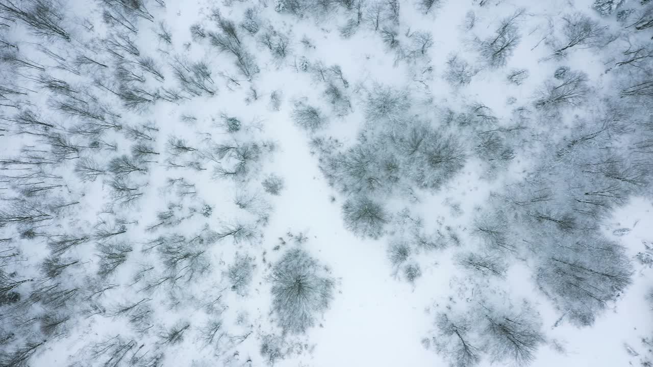 无人机拍摄的森林，在山上的高山上，树木在冬天被雪覆盖视频素材