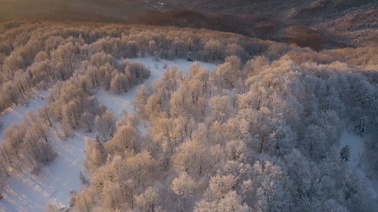 山上的森林里，美丽的白雪覆盖着树木，被清晨的阳光照亮视频素材