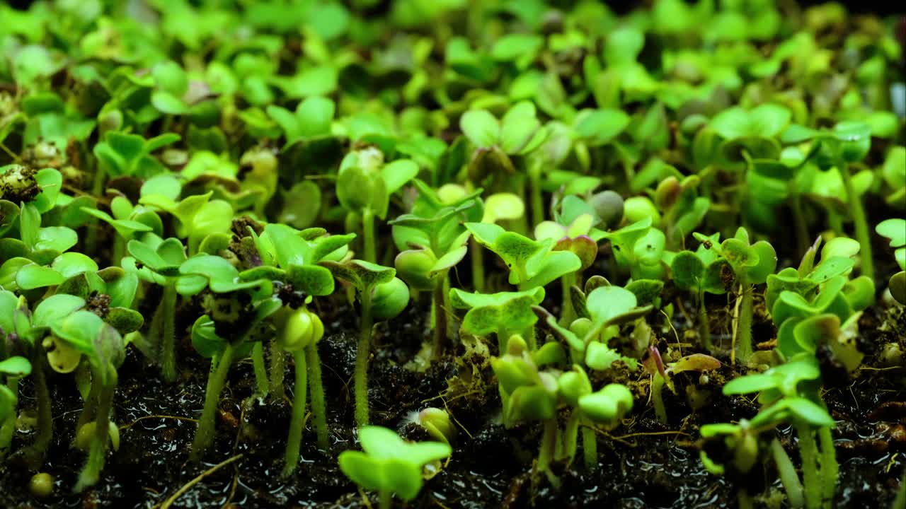 快速生长的绿色植物幼苗特写视频素材