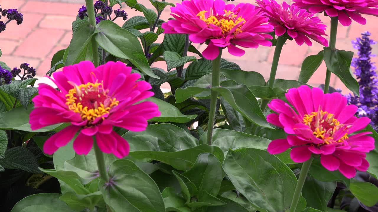 zinnia花园视频下载