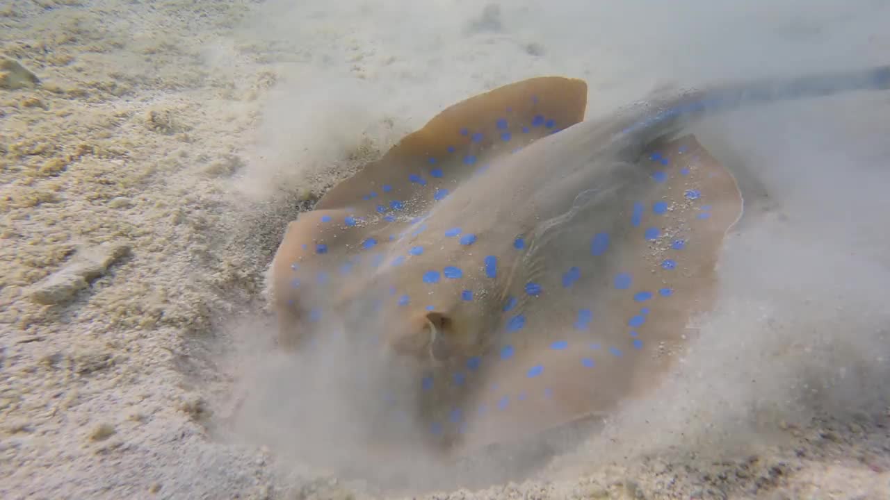 黄貂鱼积极挖掘沙底寻找食物。蓝斑刺鱼(Taeniura lyma)。海洋水下生物(4K-60pfs)视频素材