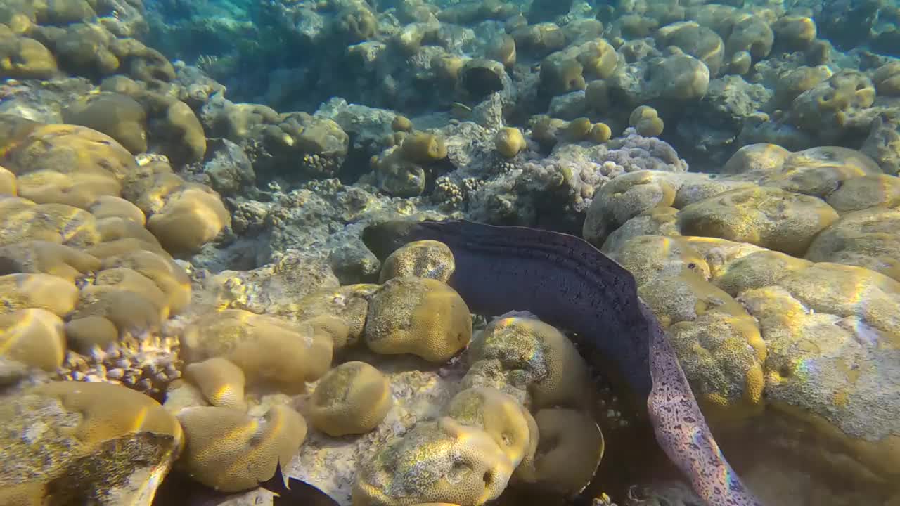 在早晨的阳光下，海鳗在浅水的珊瑚礁上游泳。巨型海鳗(Gymnothorax javanicus) 4K-60fps视频素材