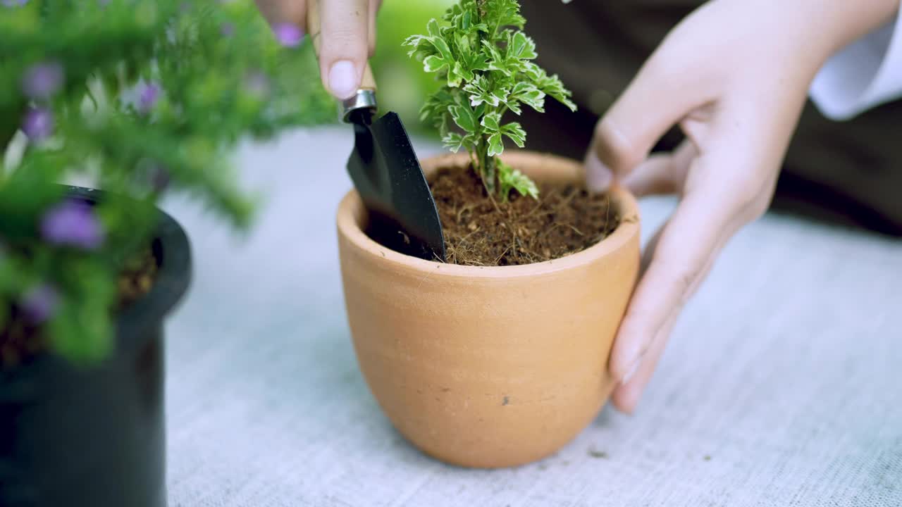 用手铲植物视频素材