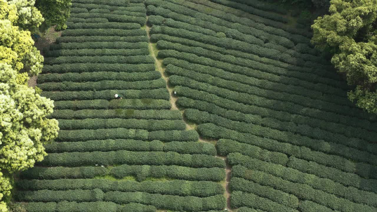 在中国杭州的茶园，农民采摘茶叶的无人机视图。视频素材