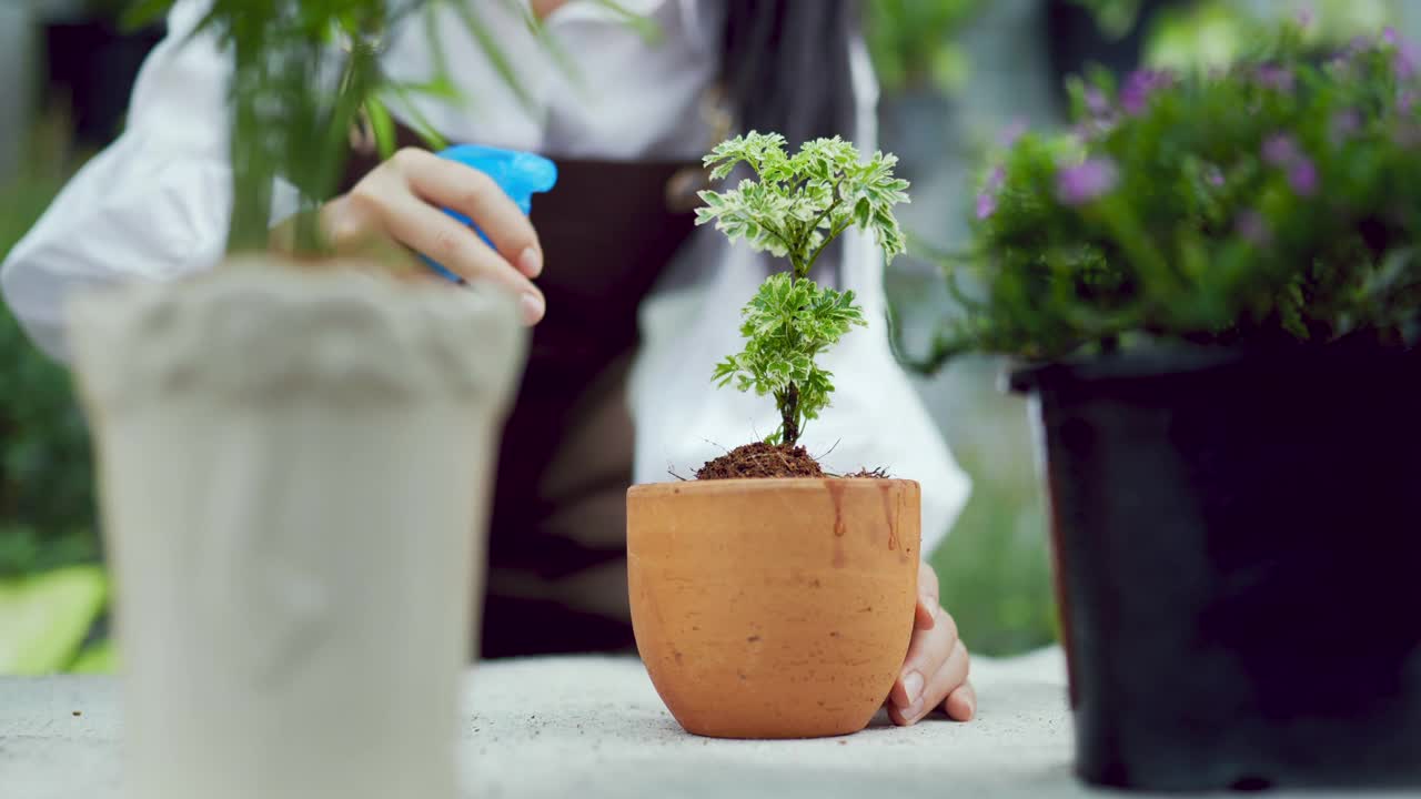 一个年轻的女人在给植物浇水。把花盆放在桌上。视频素材