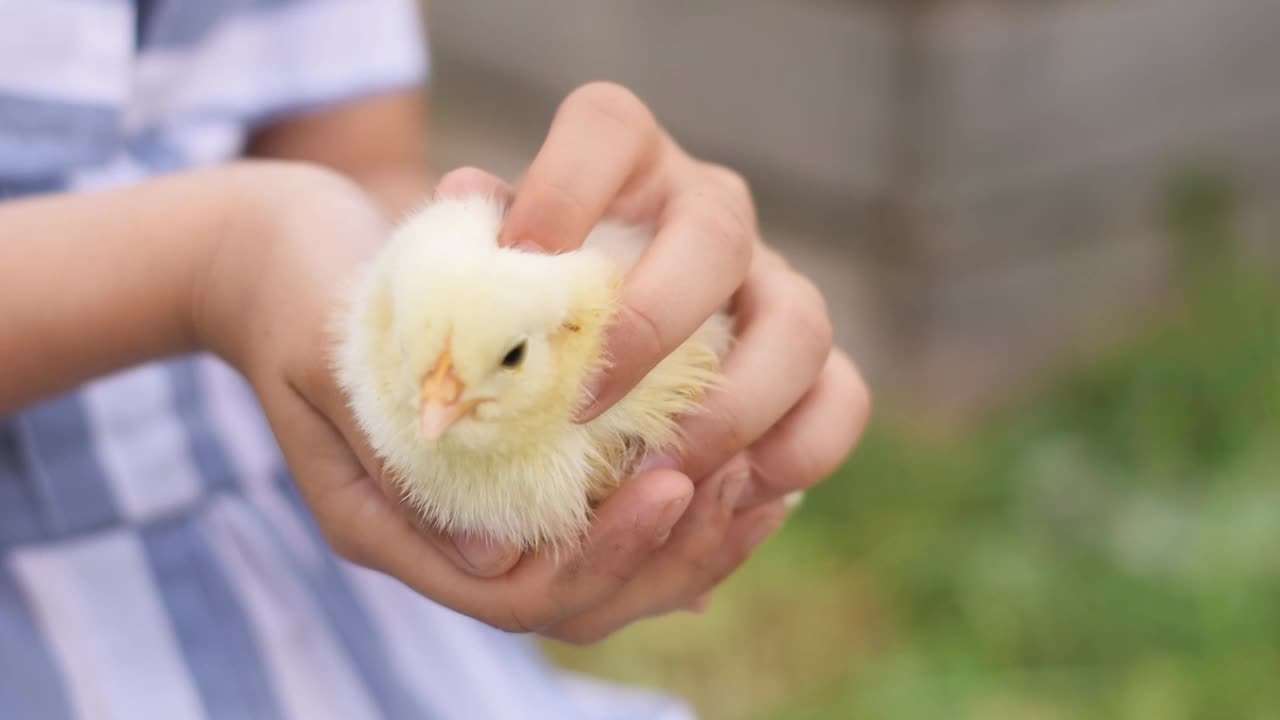 夏日里，一个穿着夏装的女孩手里拿着一只小黄鸡。视频素材