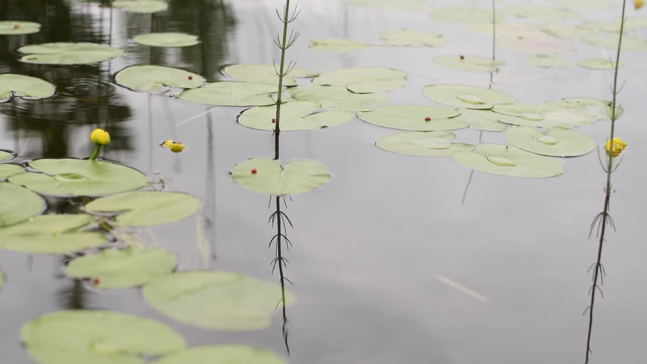 叶和花的Nuphar lutea的水在一个夏天的一天。视频素材