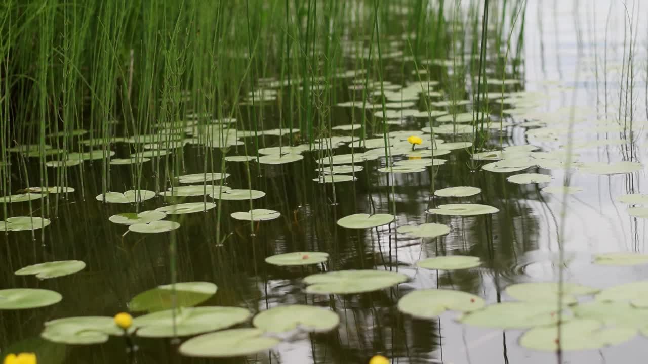 夏天的一天，水中的Nuphar lutea的叶子和花。视频素材