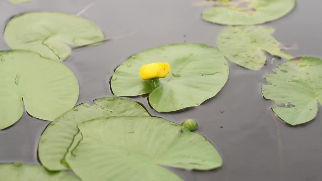 叶和花的Nuphar lutea的水在一个夏天的一天。视频素材