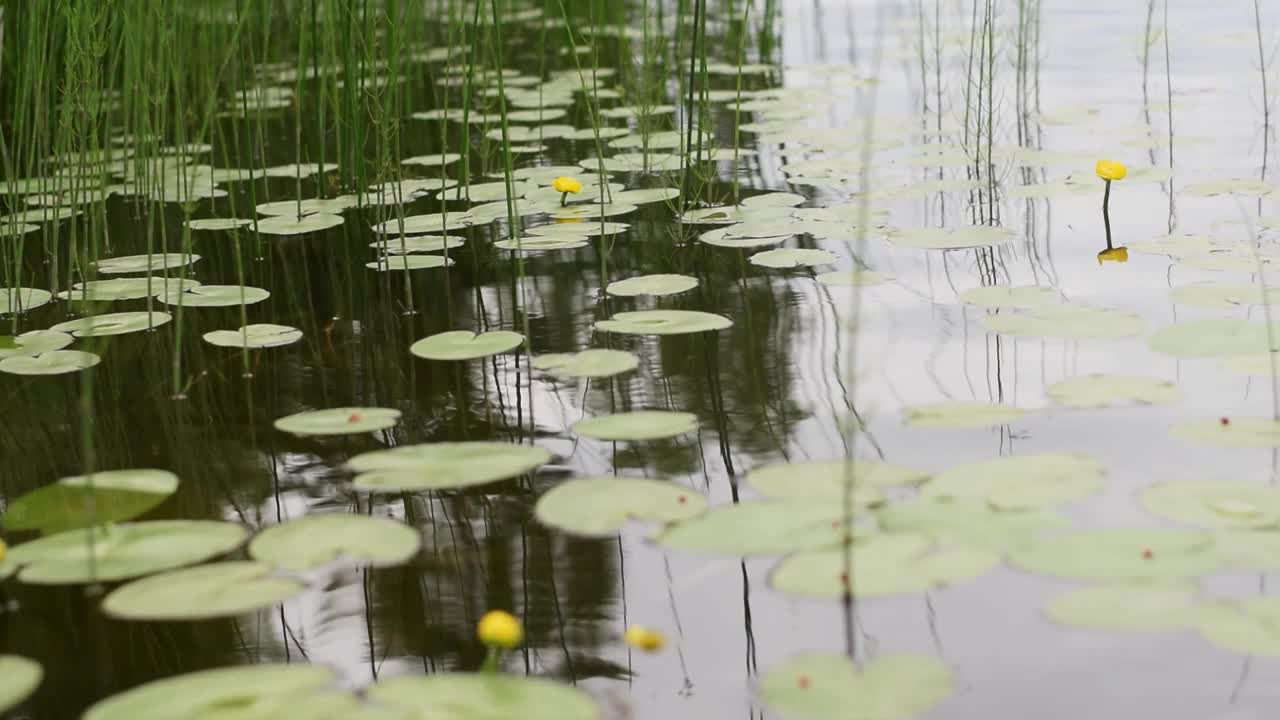 夏天的一天，水中的Nuphar lutea的叶子和花。视频素材