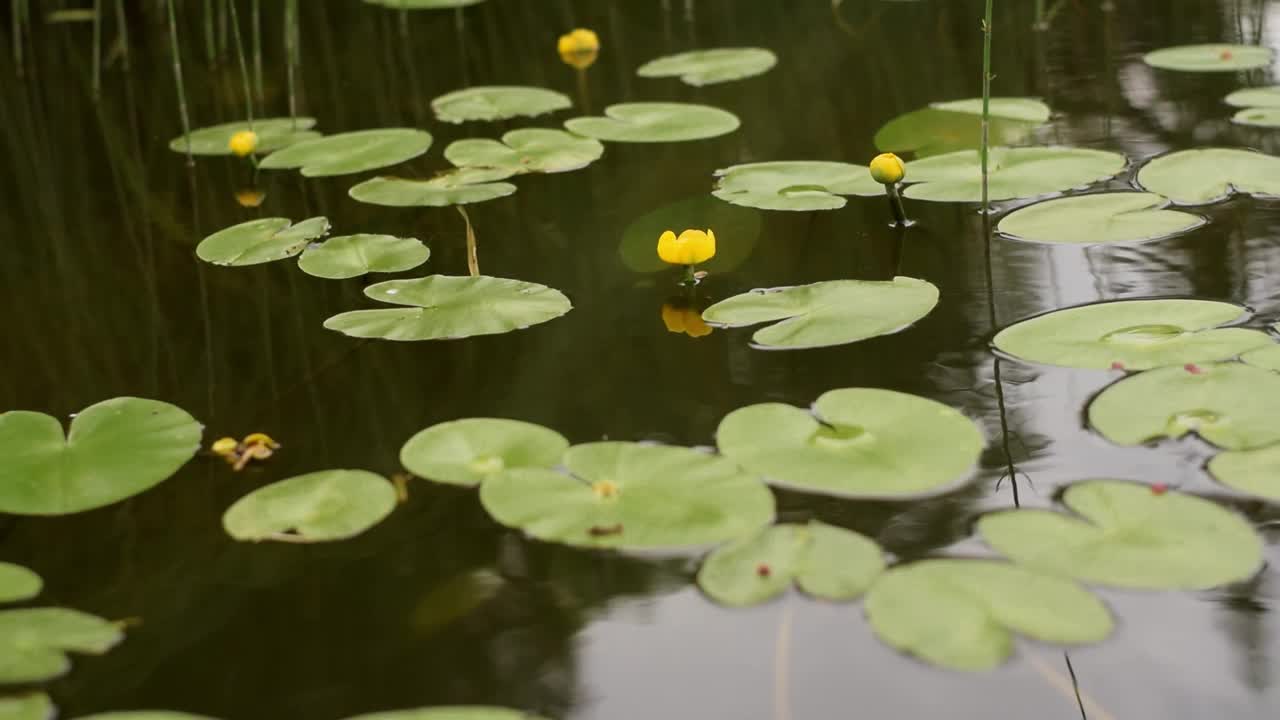 夏天的一天，水中的Nuphar lutea的叶子和花。视频素材