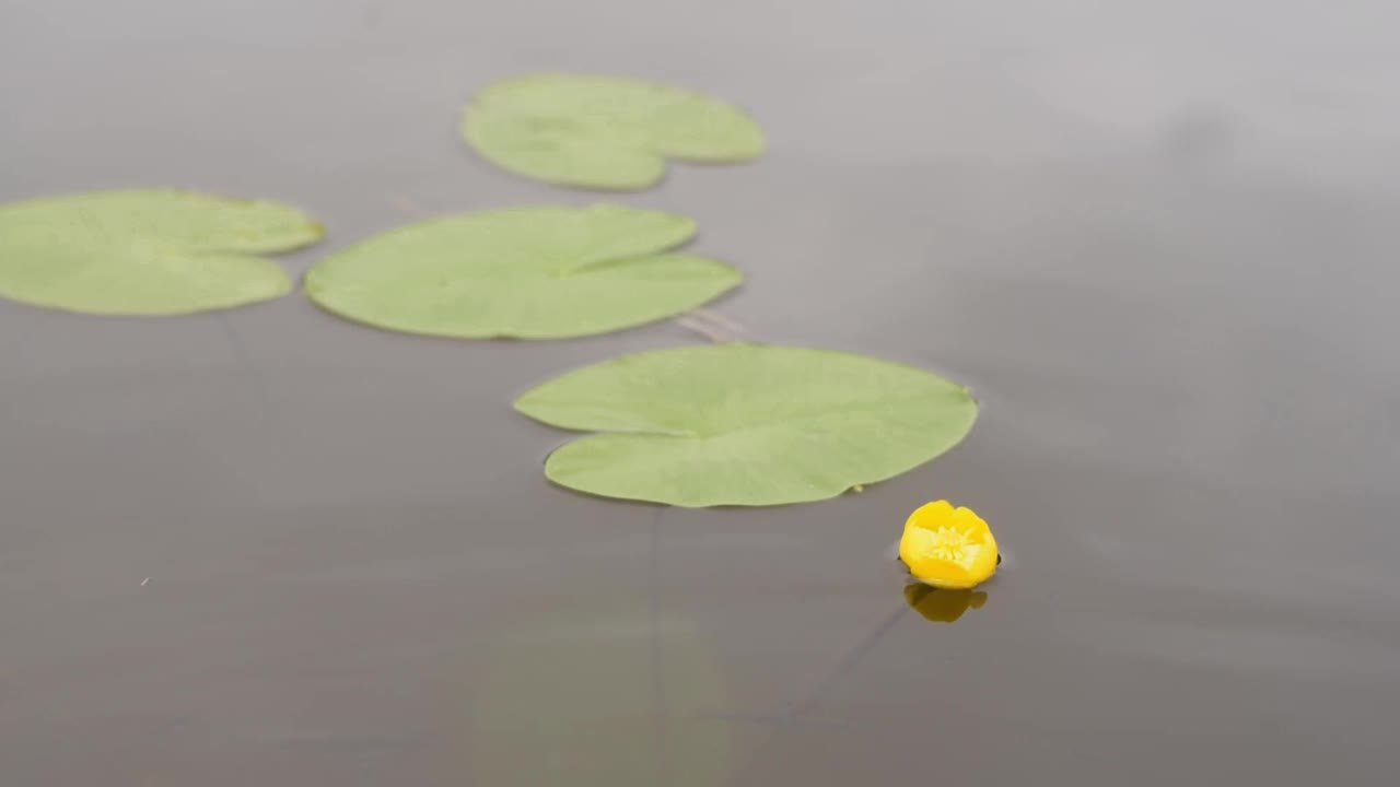 夏天的一天，水中的Nuphar lutea的叶子和花。视频素材