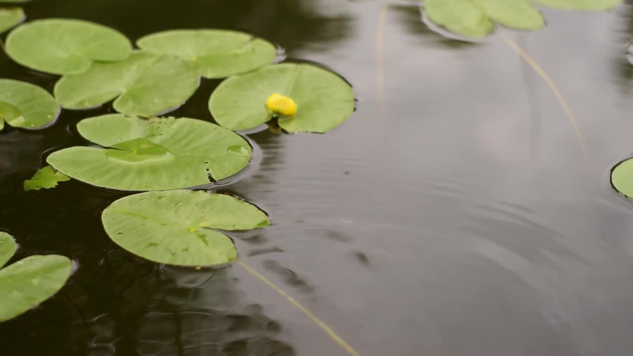 夏天的一天，水中的Nuphar lutea的叶子和花。视频素材