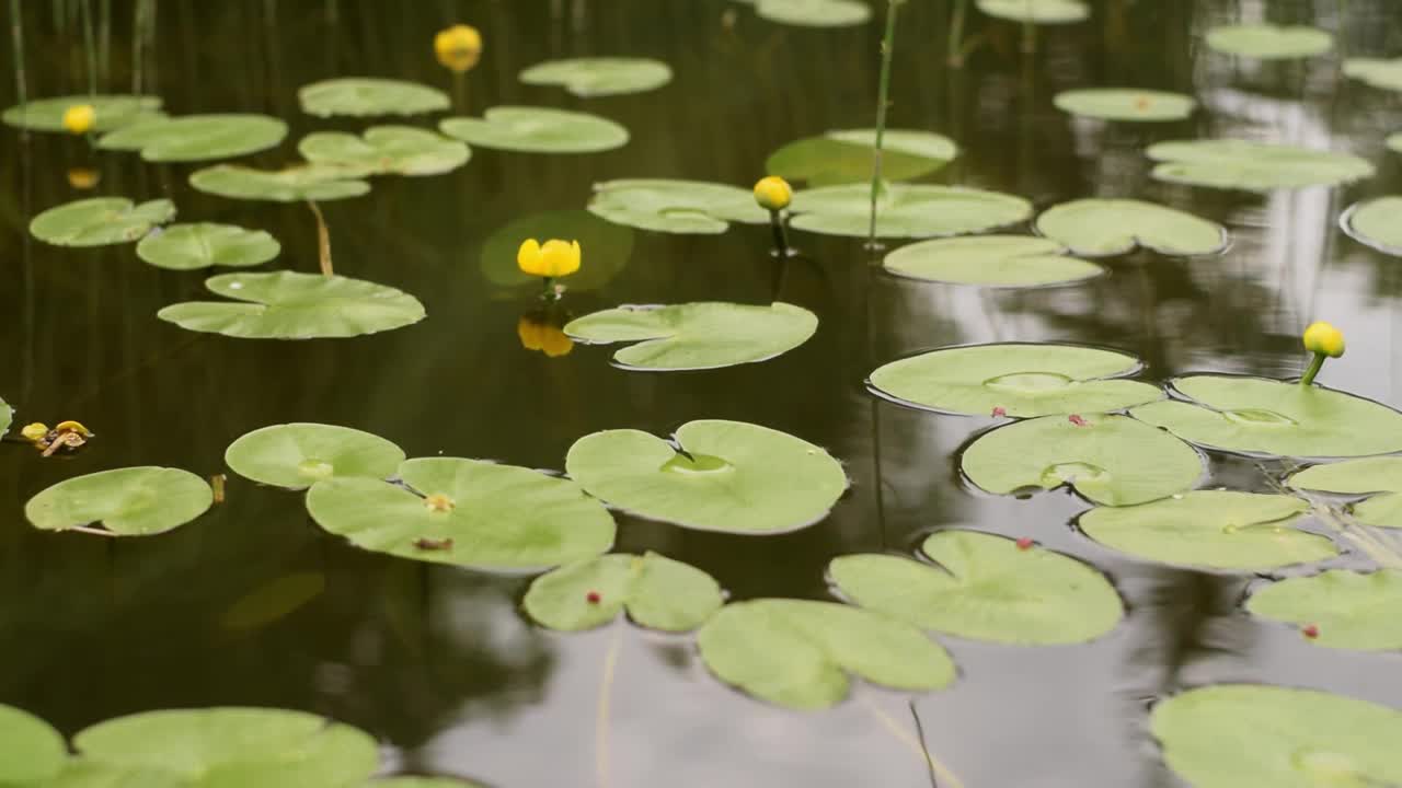 夏天的一天，水中的Nuphar lutea的叶子和花。视频素材