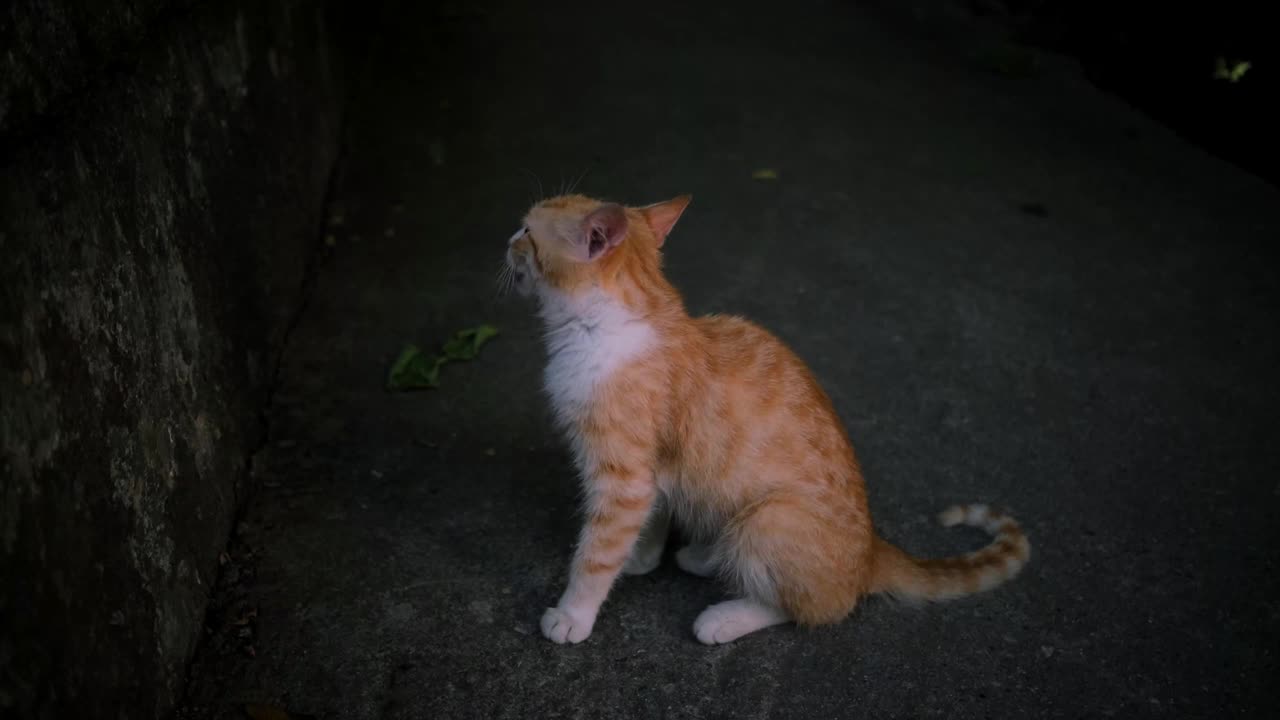 年轻的街头红白条纹猫坐在柏油路上，吃完后用舌头舔嘴。视频素材