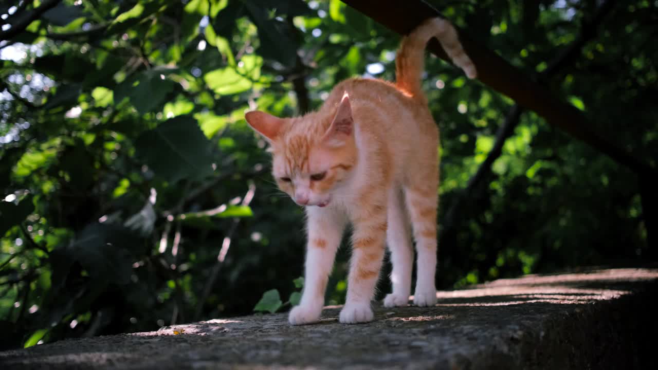 年轻的红白条纹猫走在柏油路上，背景是绿色的树叶。视频素材