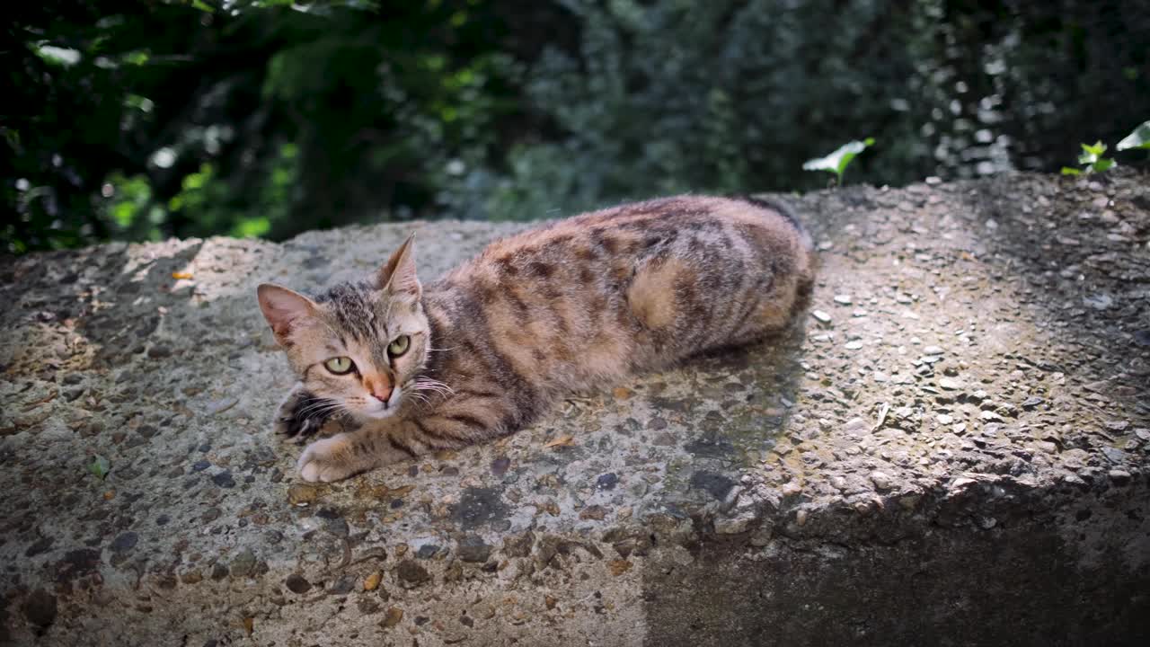 年轻的街头猫灰色条纹躺在混凝土栏杆上，仔细地环顾四周。视频素材