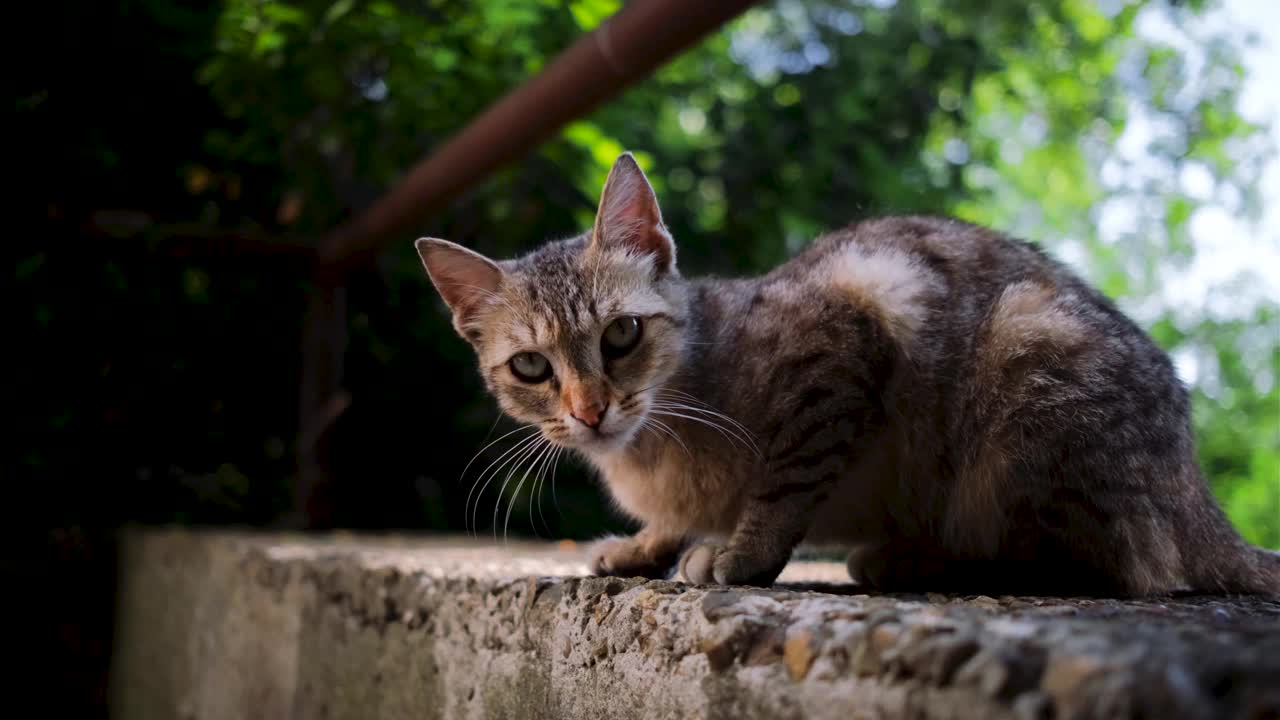 年轻的街头猫灰色条纹躺在混凝土栏杆上，仔细地环顾四周。视频素材