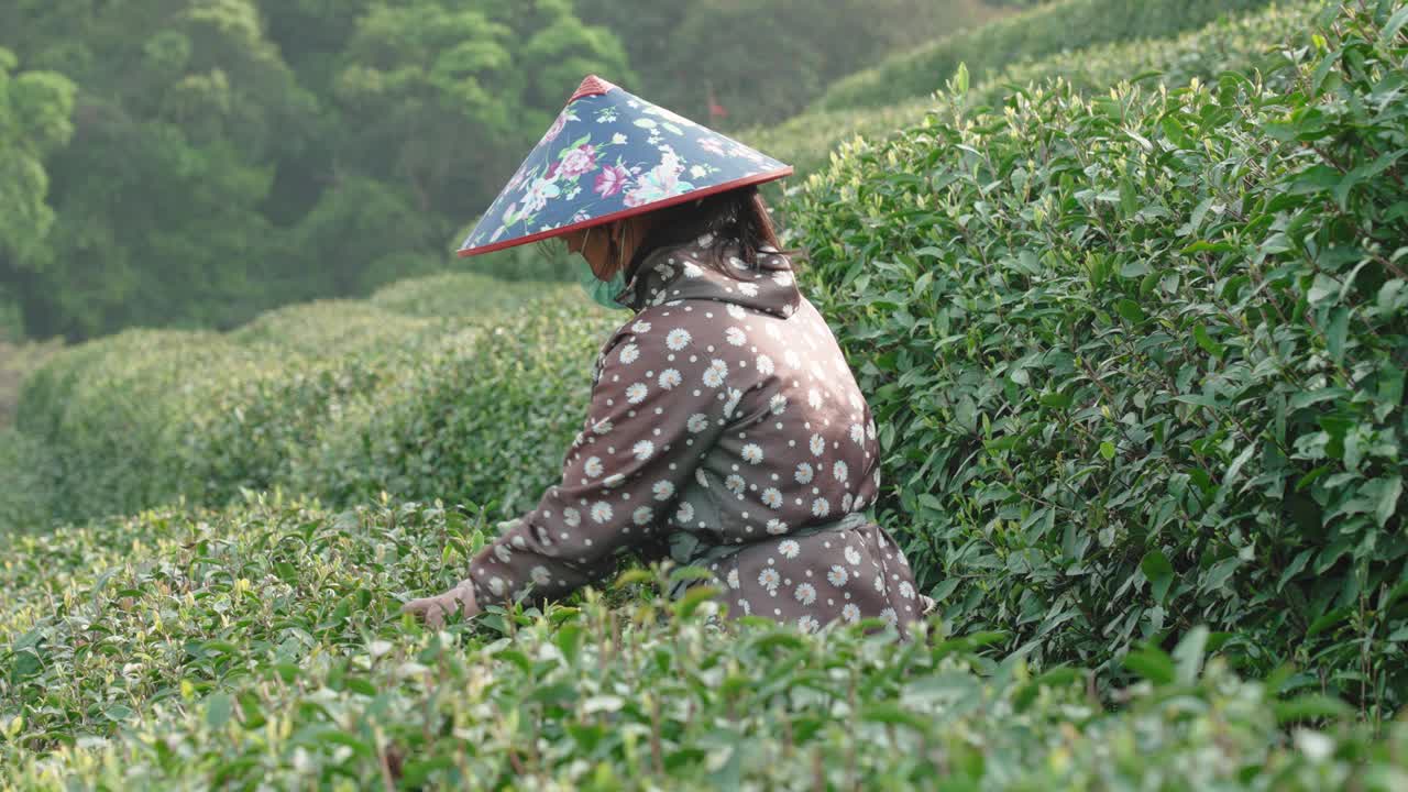 中国杭州，茶农在茶园采摘茶叶。视频素材