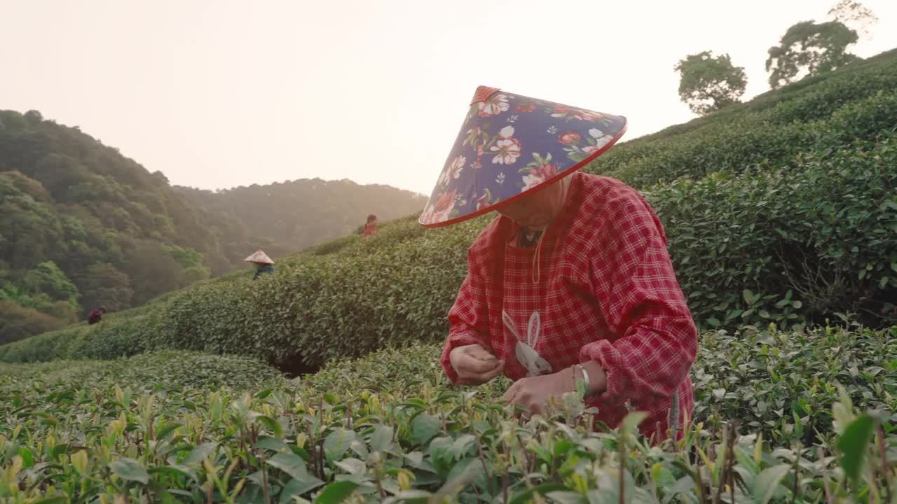 中国杭州，茶农在茶园采摘茶叶。视频素材