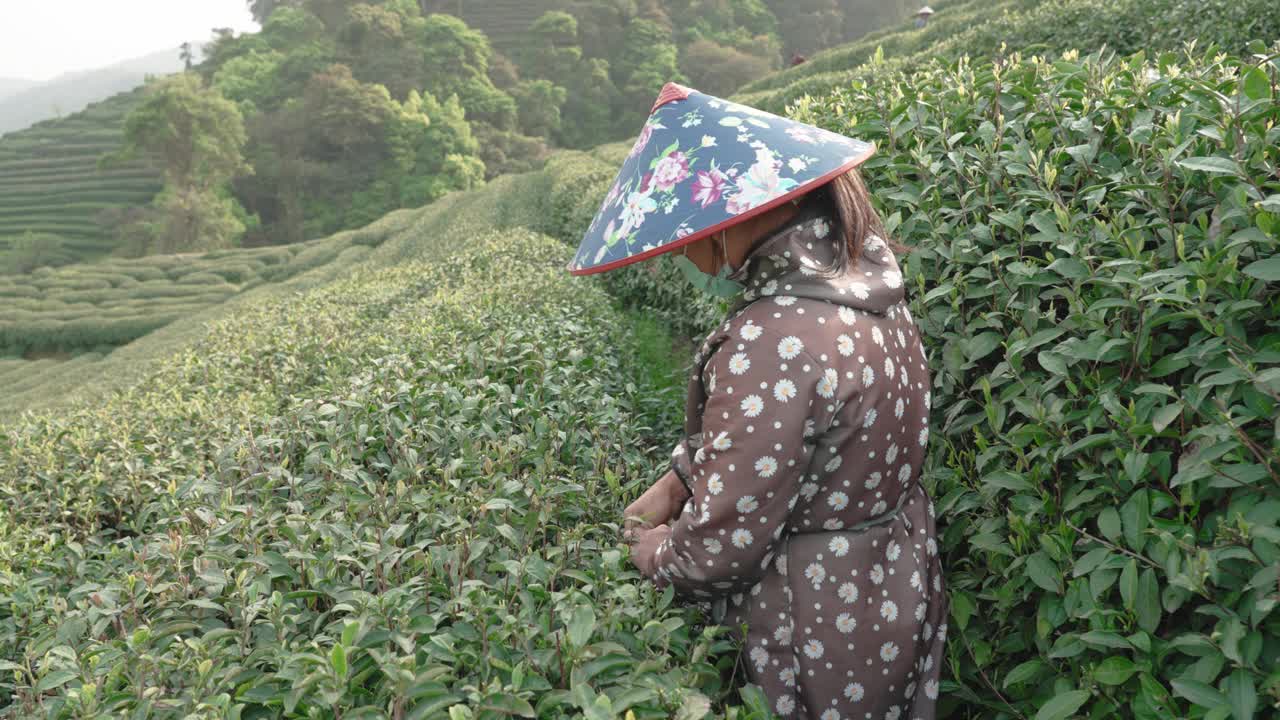 中国杭州，茶农在茶园采摘茶叶。视频素材