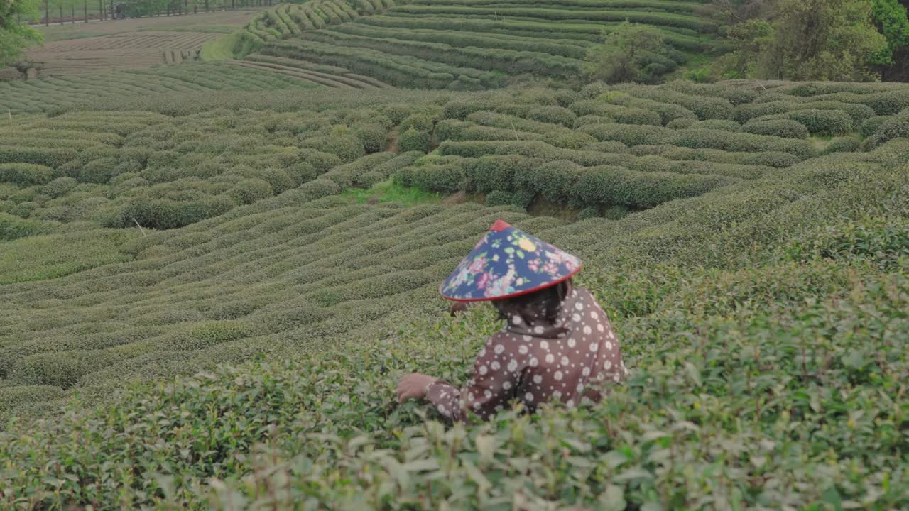 中国杭州，茶农在茶园采摘茶叶。视频素材