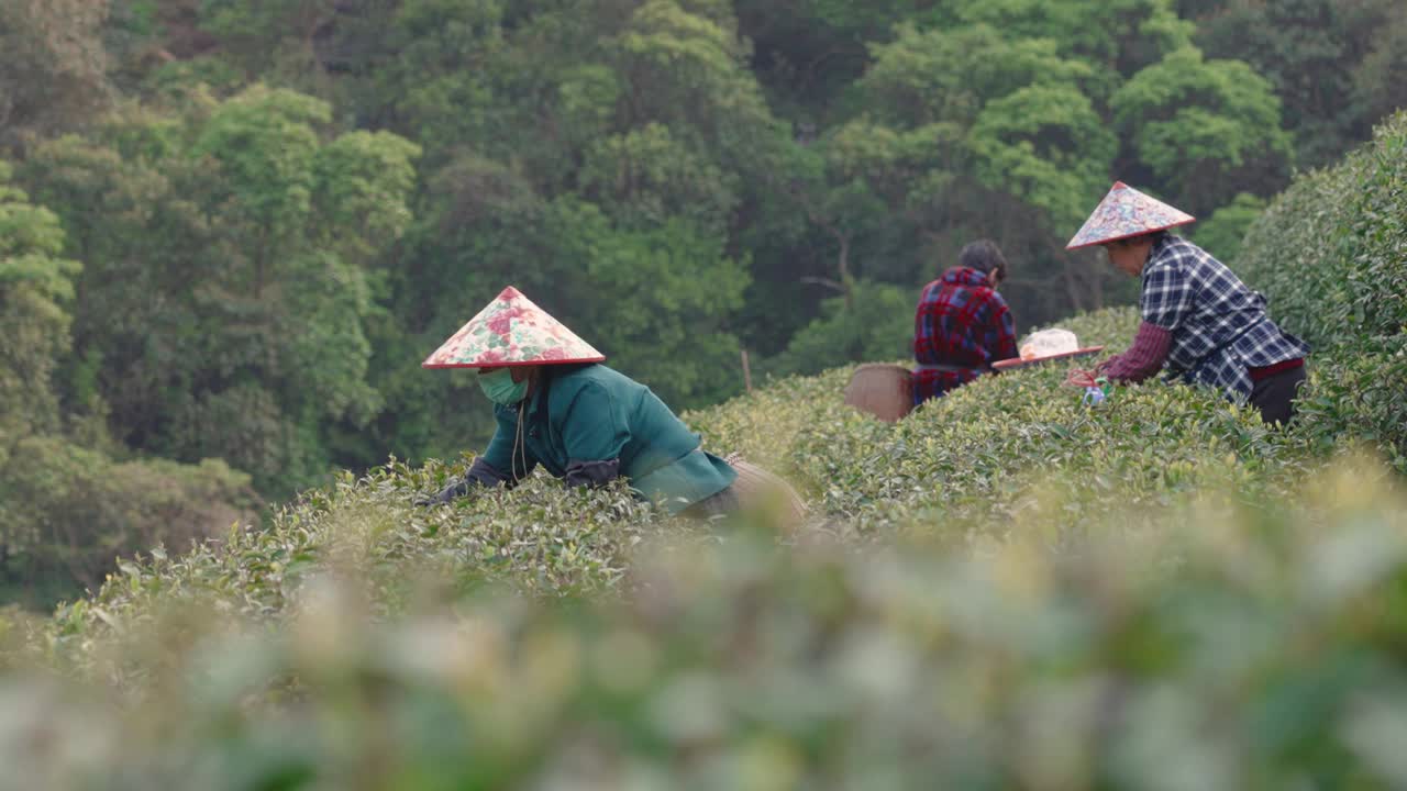 中国杭州，茶农在茶园采摘茶叶。视频素材