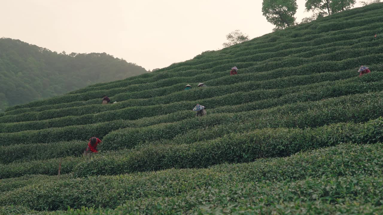 中国杭州，茶农在茶园采摘茶叶。视频素材