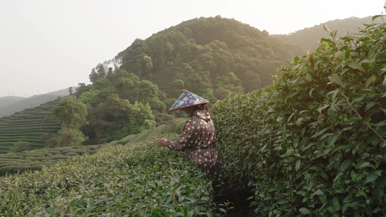 中国杭州，茶农在茶园采摘茶叶。视频素材