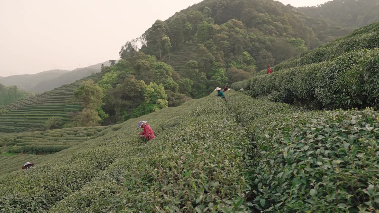 中国杭州，茶农在茶园采摘茶叶。视频素材