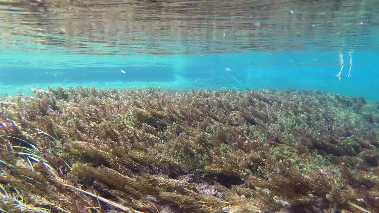 水流清澈见底，山涧中有水草，水下射视频素材