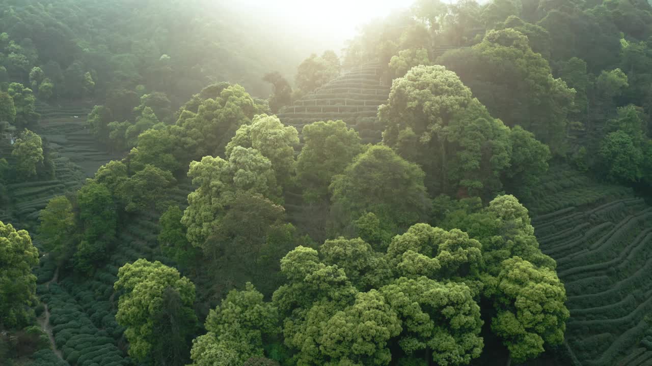 中国杭州茶园的无人机视图。视频素材