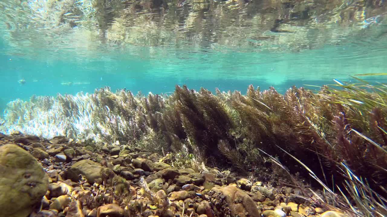 水流清澈见底，山涧中有水草，水下射视频素材