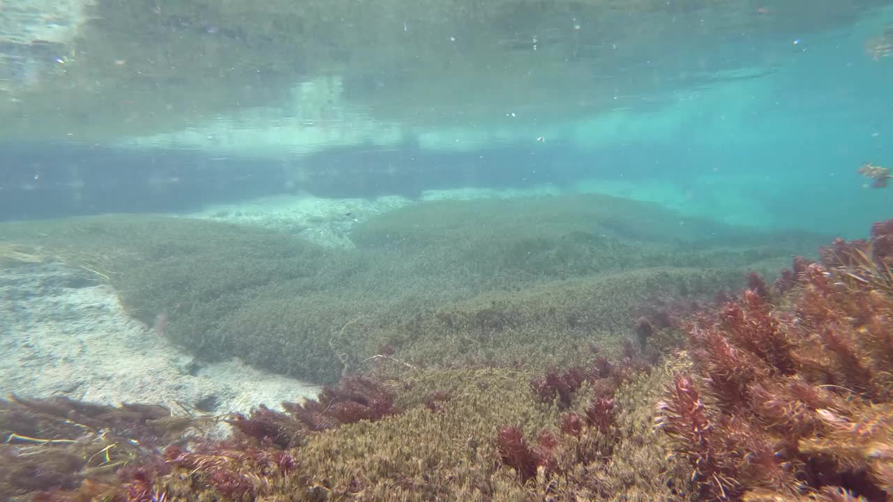 水流清澈见底，山涧中有水草，水下射视频素材