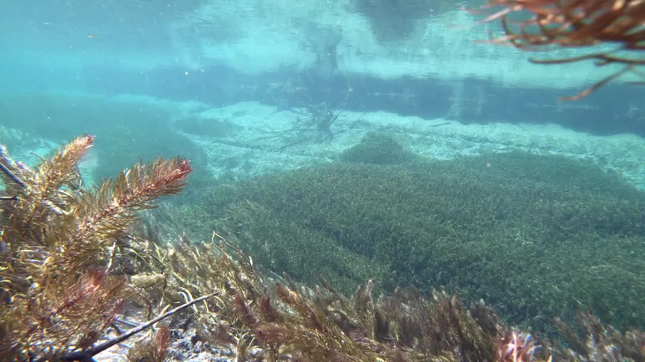 水流清澈见底，山涧中有水草，水下射视频素材