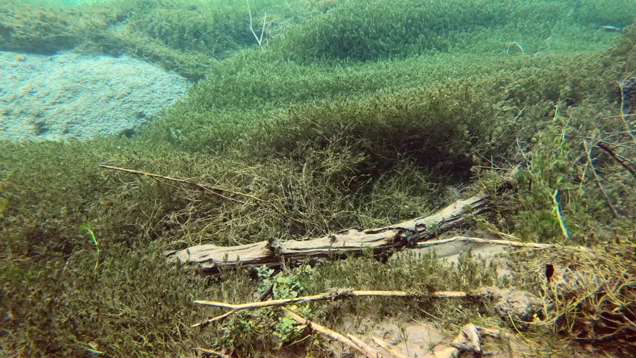 水流清澈见底，山涧中有水草，水下射视频素材