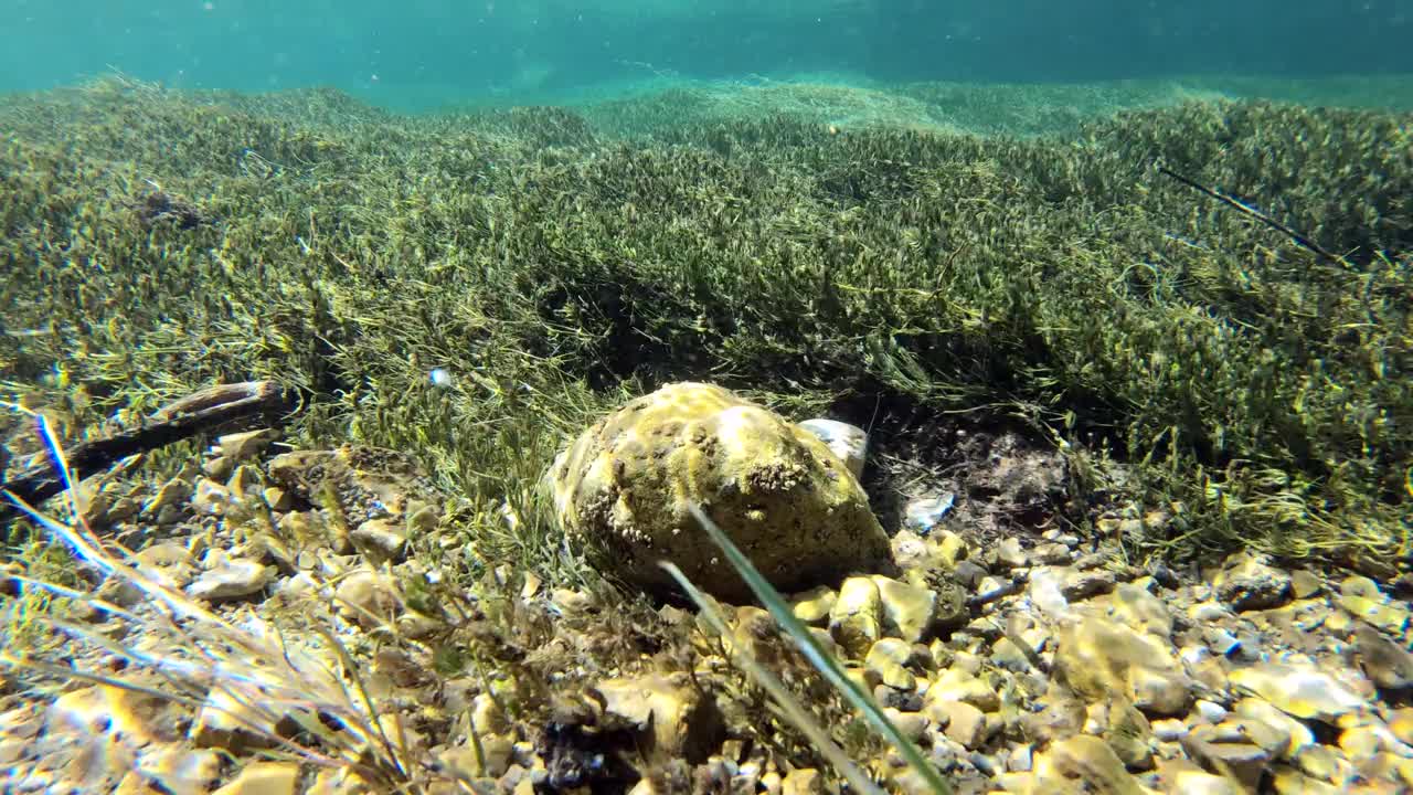 水流清澈见底，山涧中有水草，水下射视频素材