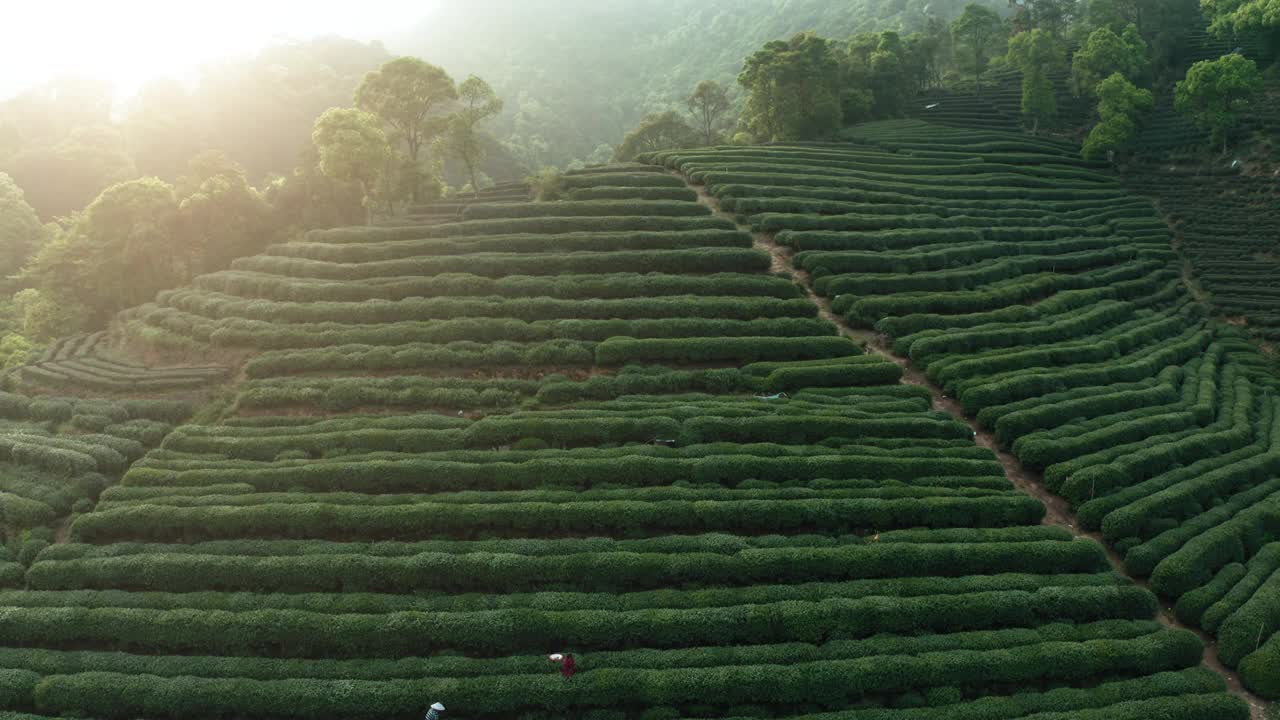 中国杭州茶园的无人机视图。视频素材