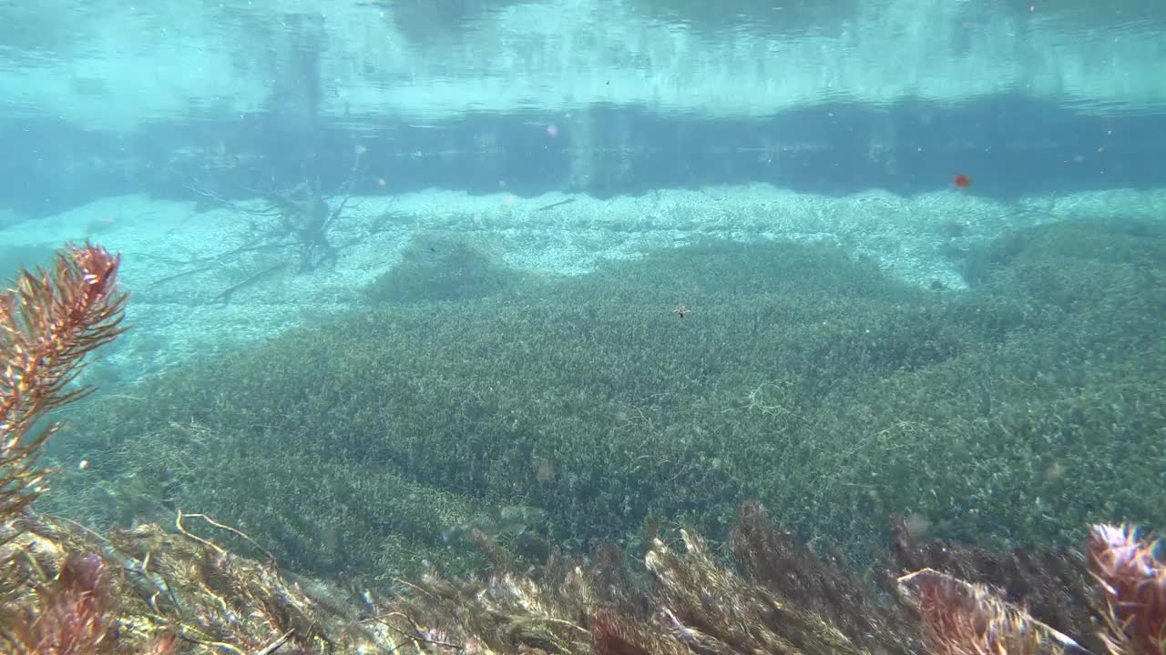 水流清澈见底，山涧中有水草，水下射视频素材