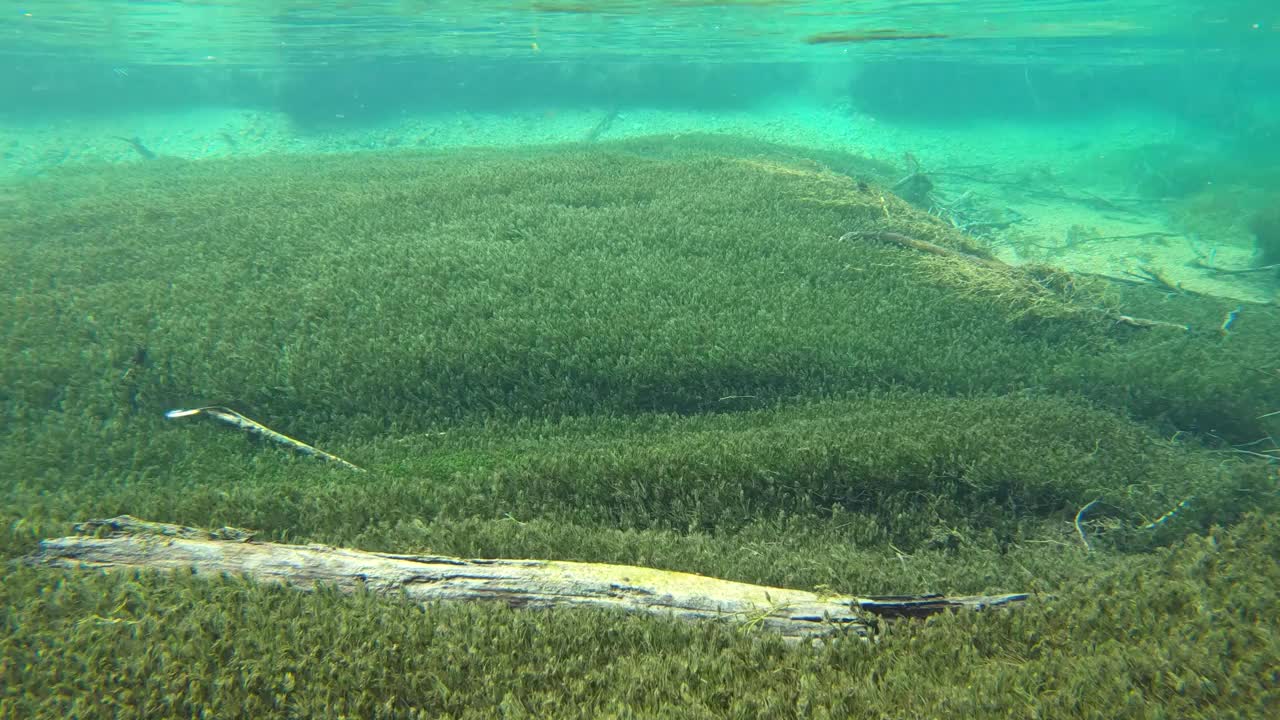 水流清澈见底，山涧中有水草，水下射视频素材