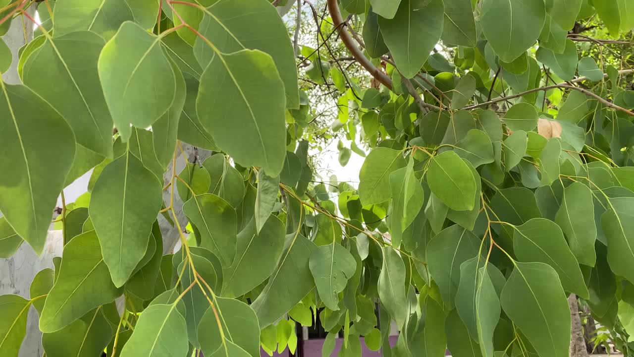 繁茂树叶的运动视频素材