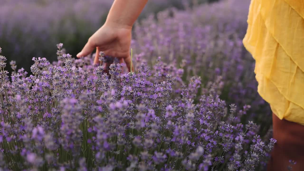 女人的手触摸着薰衣草花视频素材