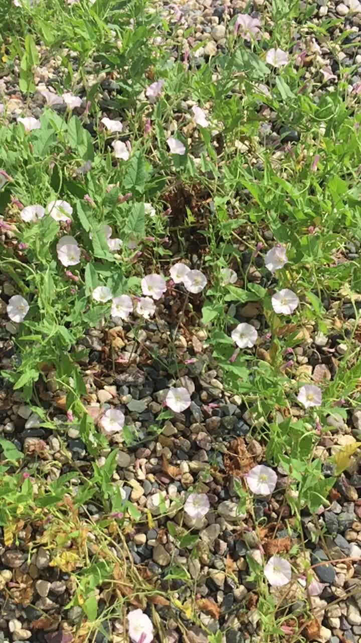 花、风信子、牵牛花长在小石头上，砂砾和大黄蜂飞来飞去视频素材