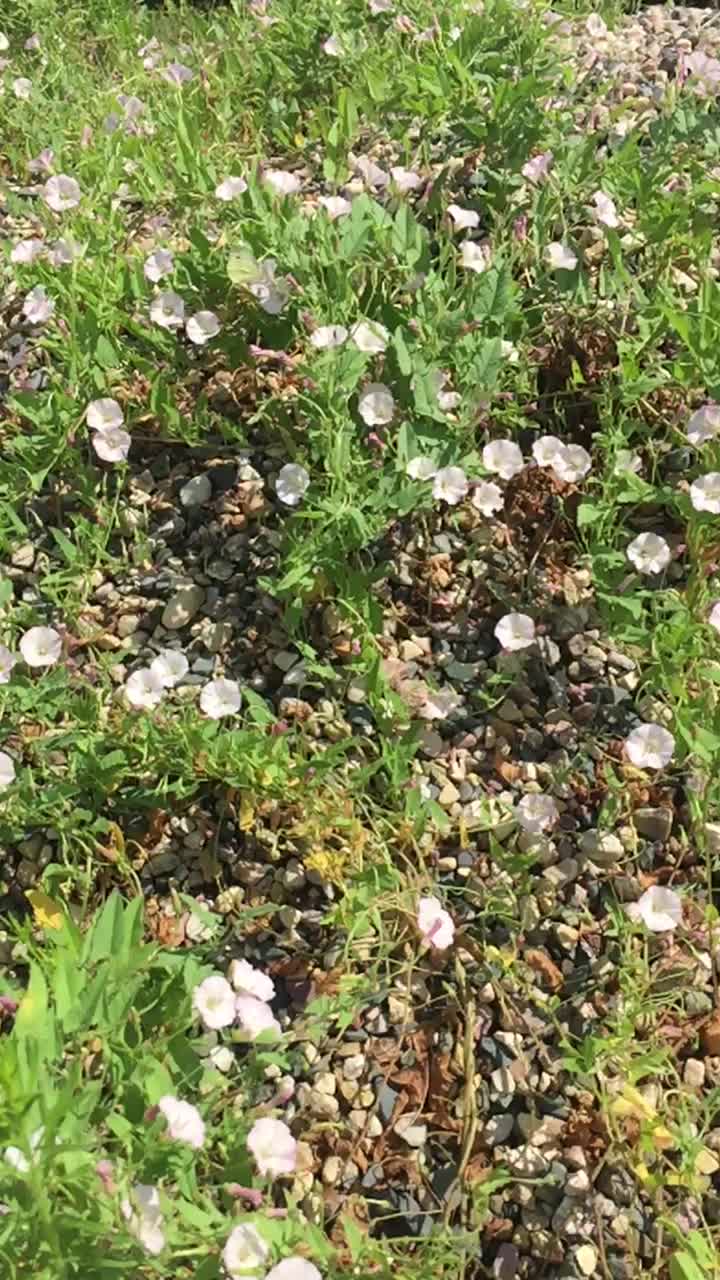 粉红色的旋花铃花生长在小石子和一只飞舞的蝴蝶上视频下载