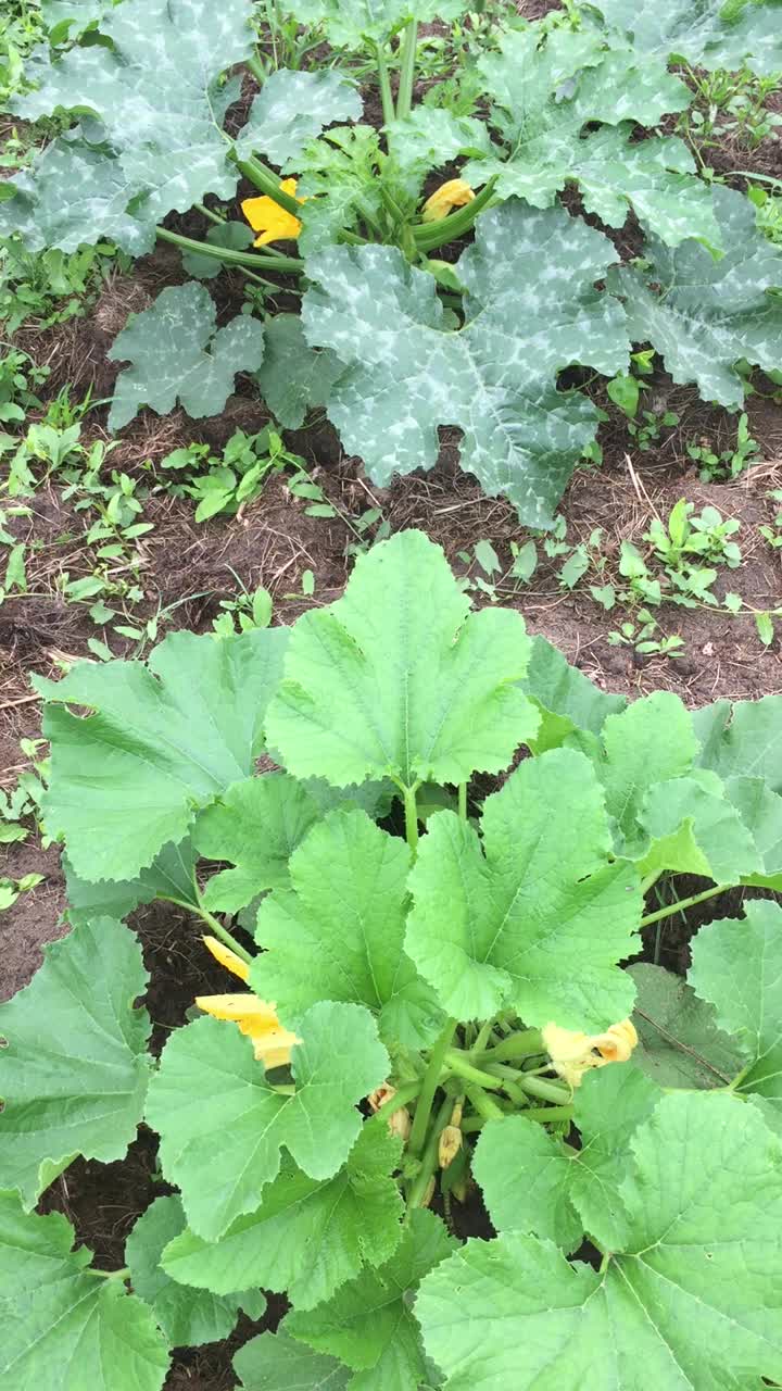 开花的西葫芦有橙色的花和绿色的大叶子在风中移动视频下载